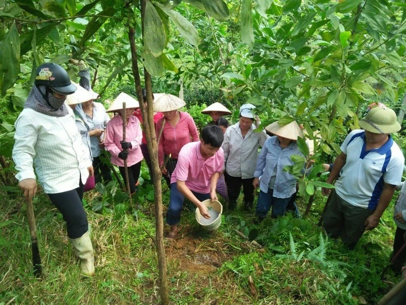 Giờ thực hành nghề lâm sinh cho người lao động. Nguồn: BAN TUYÊN GIÁO TỈNH ỦY HÀ GIANG