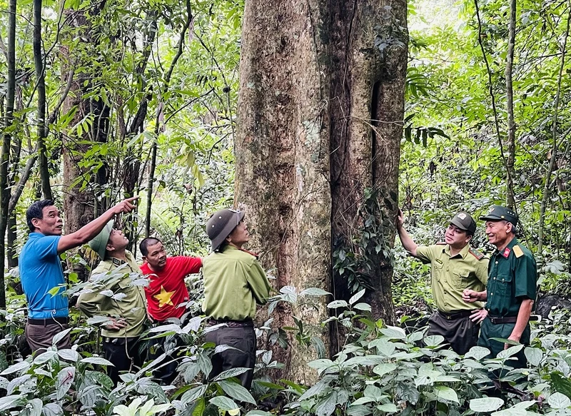 Một cây dổi hơn 100 tuổi tại khu rừng xã Việt Hồng, huyện Trấn Yên.