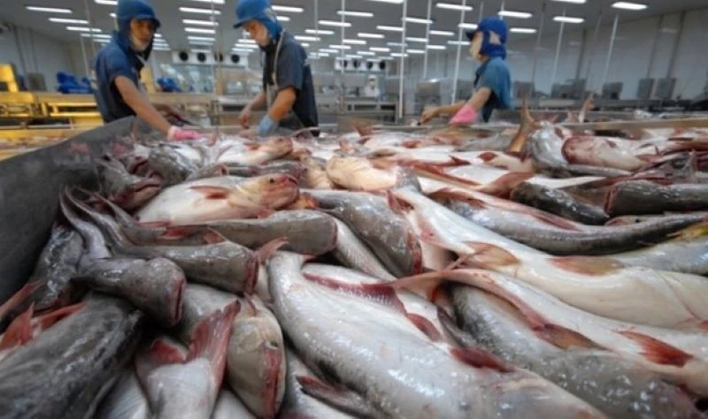 Đức là một trong số ít các thị trường giữ được đà tăng trưởng dương 2 con số về nhập khẩu cá tra Việt Nam trong những tháng đầu năm 2023.