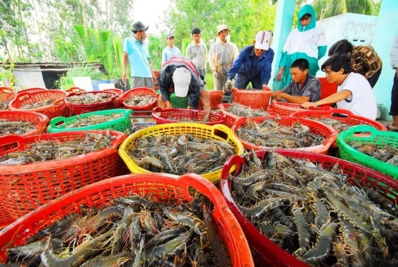 Tăng cường quản lý nuôi tôm hùm