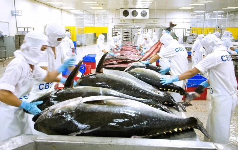 Xuất khẩu cá ngừ của Việt Nam sang thị trường Anh sau một thời gian tăng trưởng tốt đã sụt giảm trong tháng 9/2023, giảm 36% so với cùng kỳ năm 2022.