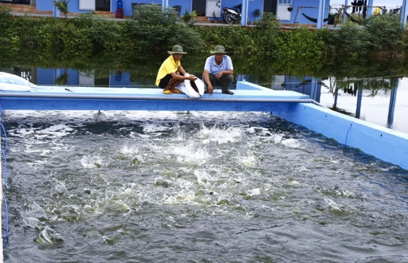 Công nghệ "sông trong ao" (IPRS) đáp ứng được các tiêu chí góp phần tăng sản lượng và chất lượng thủy sản, thân thiện với môi trường. (Ảnh: Baokhanhhoa.vn)