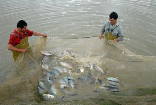 View - Thông tin về việc Braxin dừng nhập khẩu cá rô phi Việt Nam