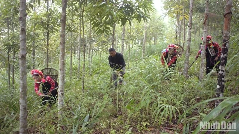 Diện tích rừng toàn quốc đạt 14,86 triệu ha, tỉnh có diện tích rừng lớn nhất là Nghệ An, tỉnh có độ che phủ rừng lớn nhất là Bắc Kạn.