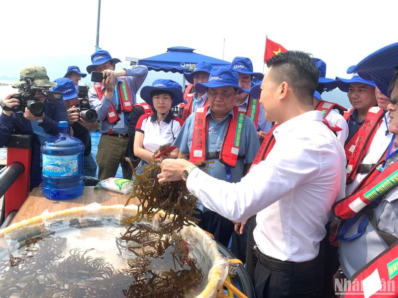 Bộ trưởng Nông nghiệp và Phát triển nông thôn Lê Minh Hoan và Chủ tịch UBND tỉnh Quảng Ninh Cao Tường Huy thăm mô hình nuôi hàu xen canh nuôi trồng rong sụn tại HTX Phất Cờ (huyện Vân Đồn, tỉnh Quảng Ninh).