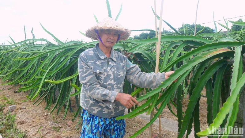 Ông Vũ Văn Thùy chia sẻ về giá trị thanh long mang lại cho người dân Bát Trang. (Ảnh: NGỌC TÂN)