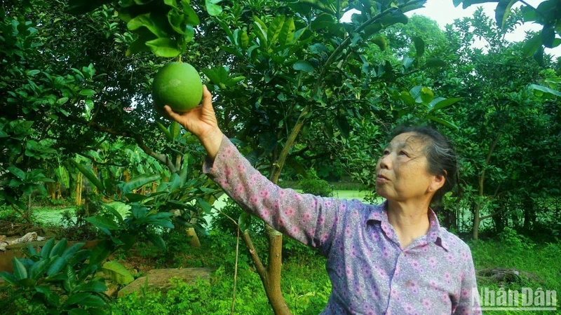 Là giống cây bản địa, bưởi Thồ được trồng phổ biến tại xã Bạch Hạ, huyện Phú Xuyên với diện tích hơn 60 ha.