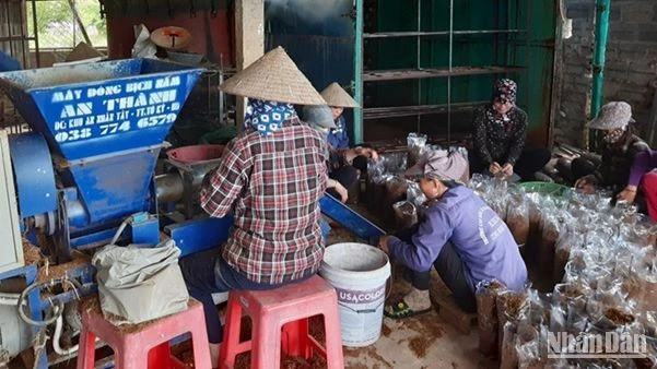 Công nhân Hợp tác xã nấm Tuấn Hiệp đang đóng gói sản phẩm nấm.