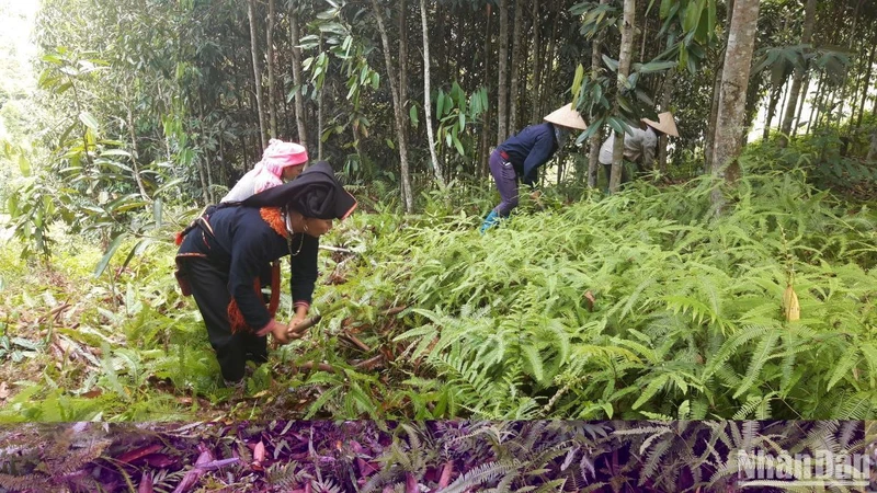 Việc cấp mã số vùng trồng mới đi vào hoạt động nên nhận thức của một số chủ thể còn hạn chế