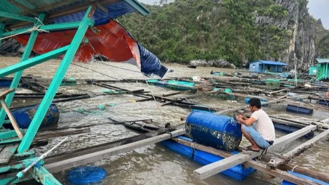 Bộ Nông nghiệp và Phát triển nông thôn vừa có văn bản số 6661/BNN-TS về việc triển khai các biện pháp nhằm sớm khôi phục sản xuất nuôi trồng thủy sản.