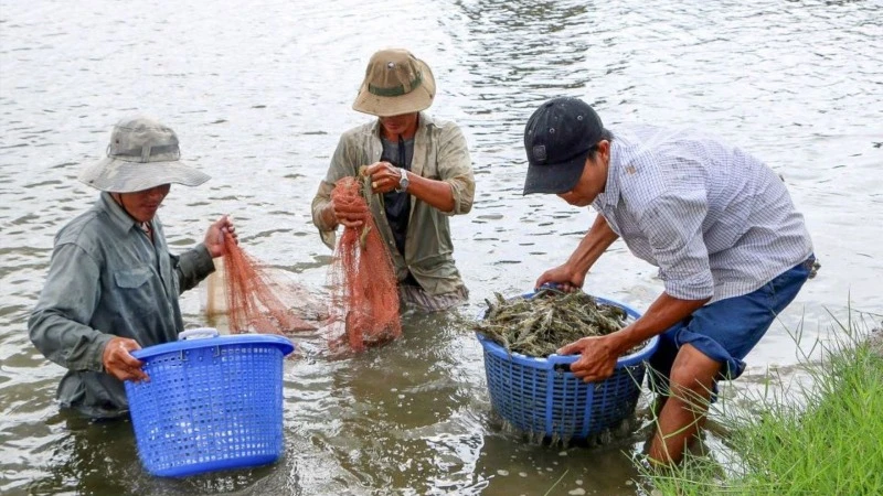 Năm 2024, đặc biệt là trong những tháng cuối năm ngành nuôi tôm đối mặt với nhiều khó khăn thách thức.