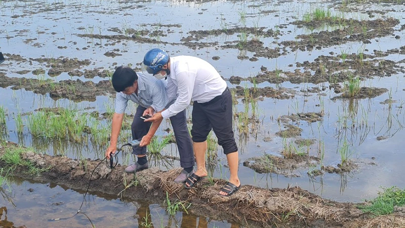 Ngành chức năng đo nồng độ mặn tại ruộng lúa hè thu của dân bị thiệt hại.