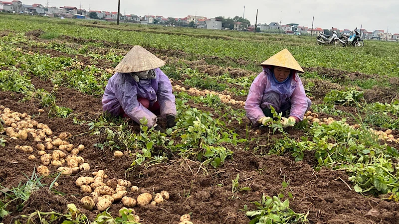 Bà con nông dân thị xã Quế Võ thu hoạch khoai tây vụ đông.