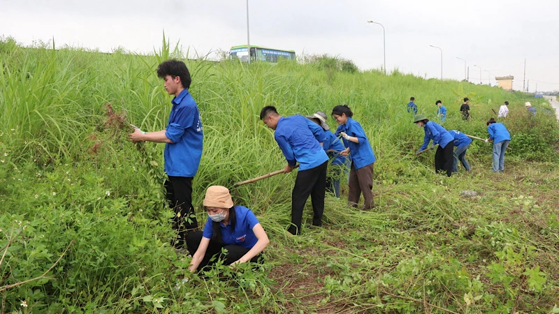 Các thanh niên tình nguyện tham gia phát quang bờ đê.