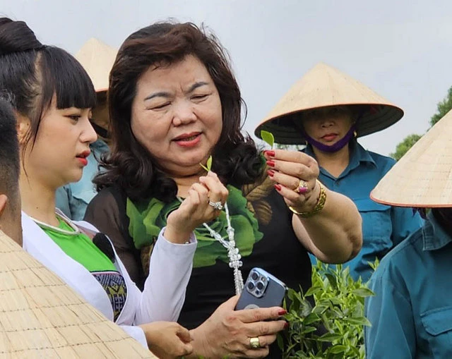 Sản phẩm chè Đinh cao cấp được Công ty TNHH chè Hoài Trung lựa chọn từ những búp chè tươi một tôm hai lá.