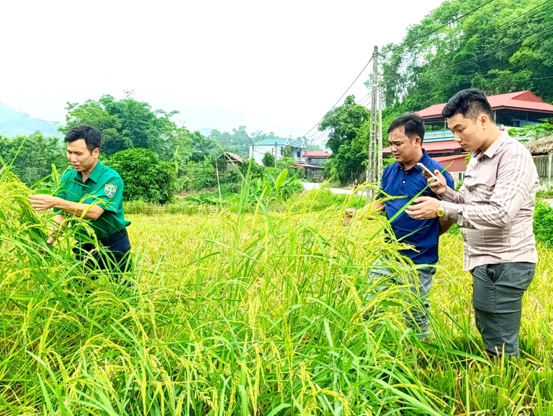 Cán bộ Trạm trồng trọt và Bảo vệ thực vật huyện Tân Sơn kiểm tra giống lúa VTS-889 tại xã Lai Đồng.