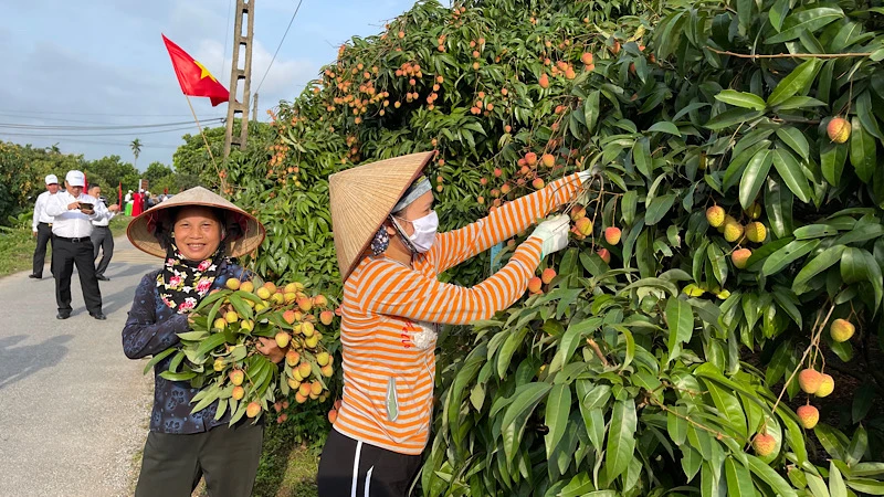 Nông dân Thanh Hà phấn khởi thu hoạch vải thiều phục vụ xuất khẩu.
