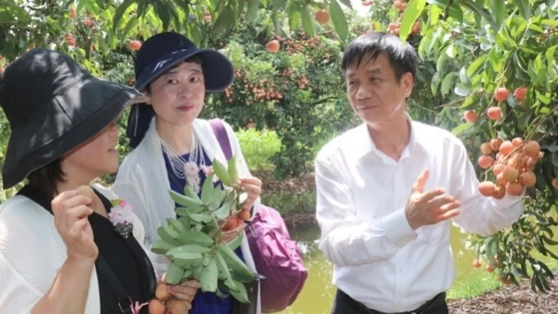 Nữ doanh nhân Nhật Bản với Giám đốc Sở Công thương Hải Dương tại vườn vải xuất khẩu ở huyện Thanh Hà.