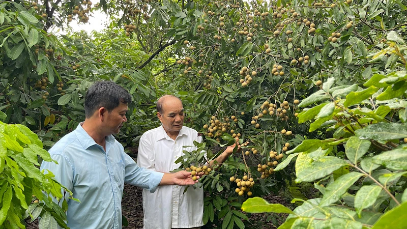 Cây nhãn hiếm hoi trong vườn nhà ông Nguyễn Đình Xuyên đậu quả khá sai.