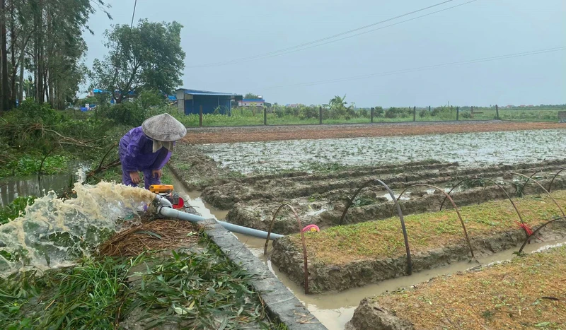 Nông dân huyện Kim Thành bơm nước tiêu úng cho ruộng cây giống.