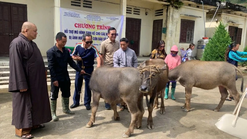 Những con trâu giống được trao tặng cho bà con nông dân Sán Chài, huyện Si Ma Cai (Lào Cai).