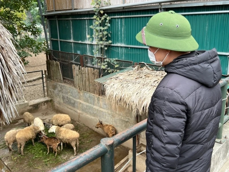 Cán bộ Vườn thú Hà Nội chăm sóc cho đàn động vật tại đây.