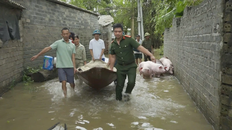 Mưa lụt ảnh hưởng lớn đến sản xuất, chăn nuôi của các hộ dân. (Trong ảnh: Lực lượng chức năng di chuyển tài sản, vật nuôi giúp người dân).