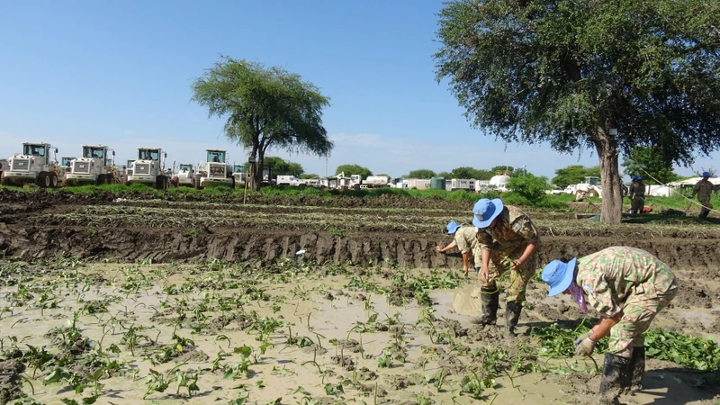 Cán bộ, nhân viên Đội Công binh Việt Nam trồng rau muống ở Abyei. (Ảnh Đội Công binh cung cấp).