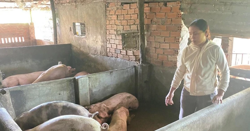 Hộ gia đình chị Trần Đình Thuận, thôn Định Thành, xã Hòa Định Đông, huyện Phú Hòa, Phú Yên có lợn chết sau khi tiêm vaccine phòng dịch tả lợn Châu Phi.