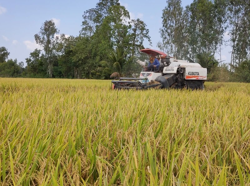 Thu hoạch lúa tại xã Mỹ Đông, huyện Tháp Mười, tỉnh Đồng Tháp. 