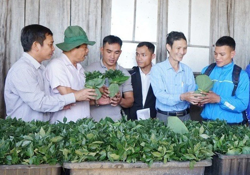 Trao cây giống sâm Ngọc Linh (đợt 1) cho các hộ dân ở huyện Nam Trà My.