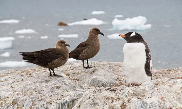 Chim biển skua và chim cánh cụt tại Nam Cực. (Nguồn: The Guardian)