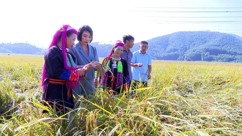 Nhiều giống lúa mới cho năng suất cao đã được huyện Ba Chẽ ứng dụng trồng mang lại hiệu quả kinh tế cao cho người dân.