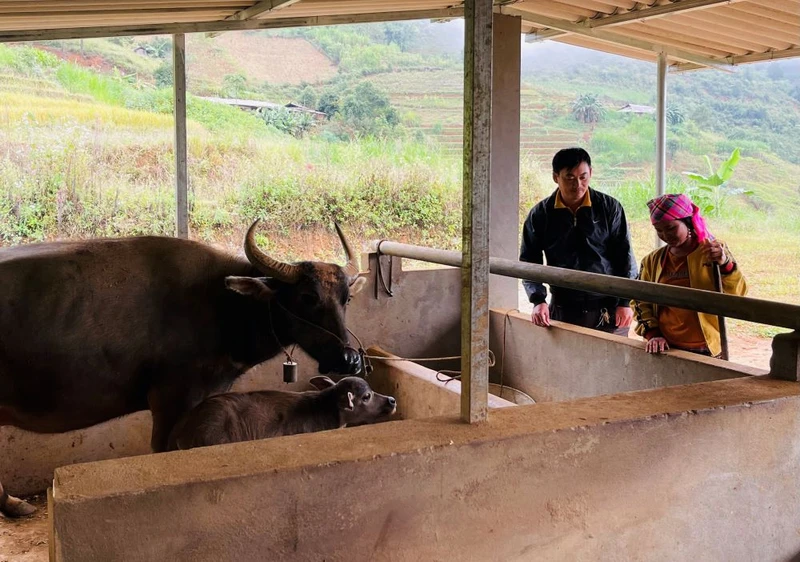 Cán bộ Phòng Nông nghiệp và Phát triển nông thôn huyện Trạm Tấu hướng dẫn đồng bào dân tộc thiểu số xã Xà Hồ bổ sung thức ăn tinh cho trâu nái sinh sản.