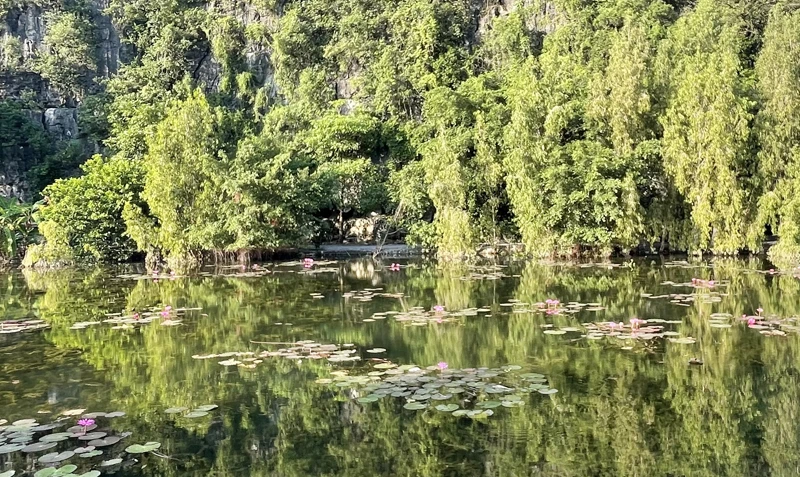 Ao hoa súng tại Hoa Lư, Ninh Bình.