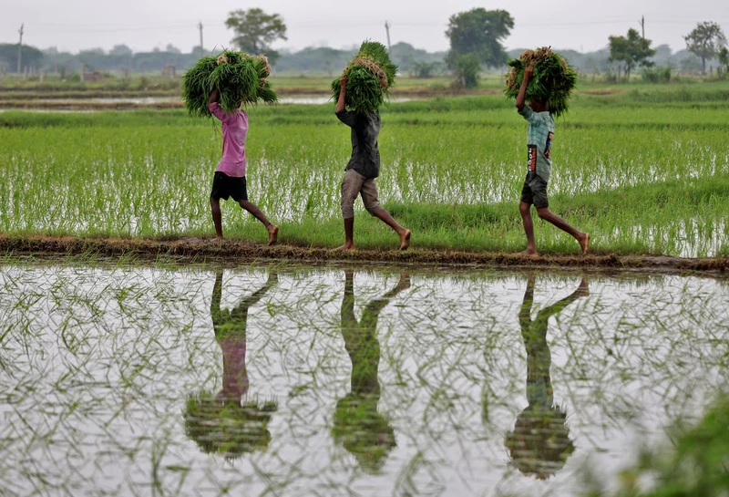 Nông dân mang mạ đi cấy trên một cánh đồng ở ngoại ô Ahmedabad, Ấn Độ. (Ảnh: Reuters)