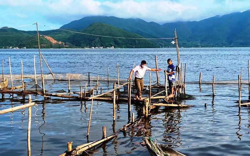 Nông dân xã Vinh Hiền (huyện Phú Lộc) vay vốn giải quyết việc làm để nuôi cá mú, cá vẫu trên đầm phá.
