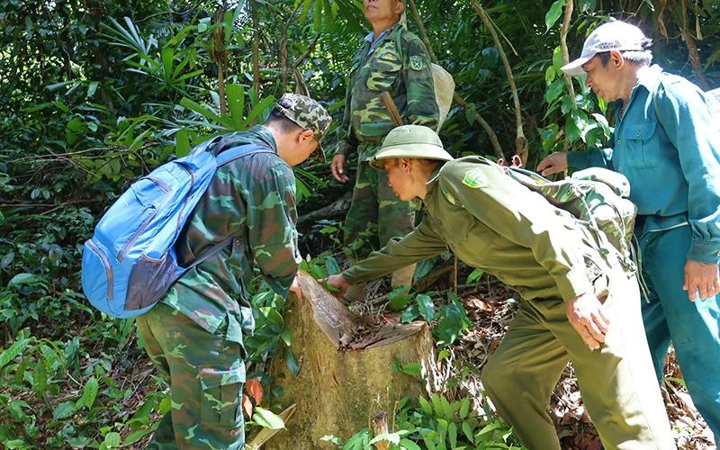 Lực lượng chức năng huyện Minh Hóa (Quảng Bình) kiểm tra hiện trường vụ phá rừng ở xã Thượng Hóa.