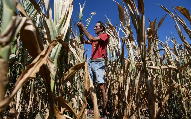 Hạn hán gây thiệt hại nghiêm trọng cho ngành nông nghiệp Italia. (Ảnh GETTY) 