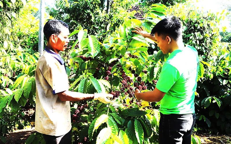 Tổ khuyến nông cộng đồng có vai trò quan trọng trong xây dựng vùng nguyên liệu cà-phê bền vững ở Tây Nguyên.