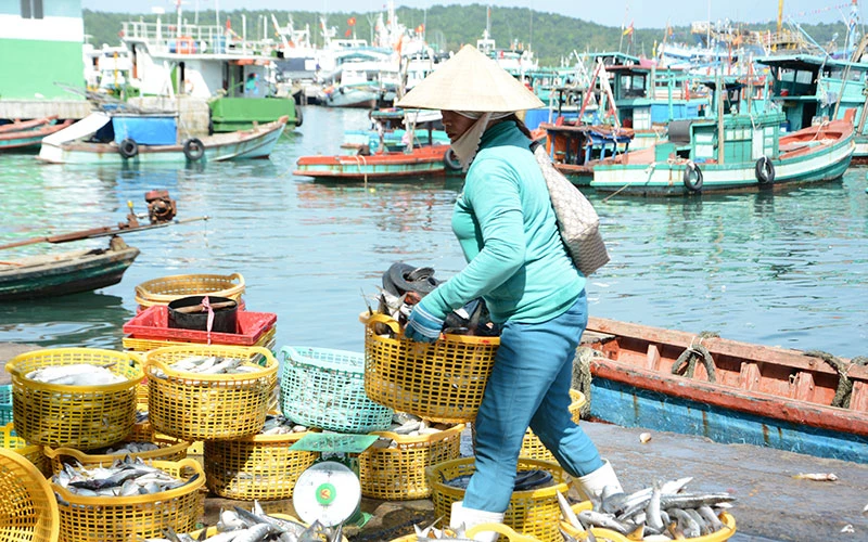 Thương lái thu mua hải sản tại cảng cá An Thới, thành phố Phú Quốc, tỉnh Kiên Giang.