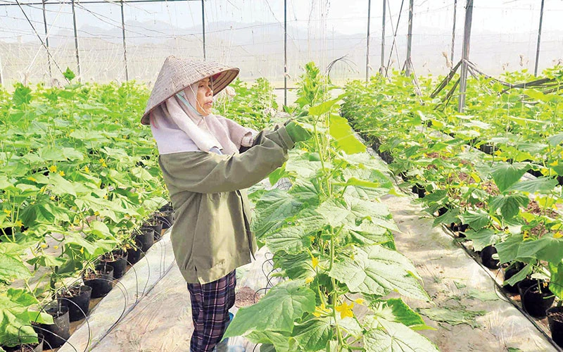 Hội viên Hợp tác xã rau, củ quả Gia Cát, Cao Lộc ứng dụng khoa học-công nghệ vào trồng rau theo tiêu chuẩn Viet GAP.