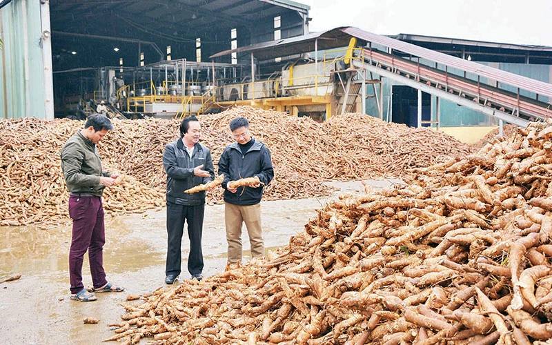 Kiểm tra chất lượng củ sắn tươi trước khi chế biến.