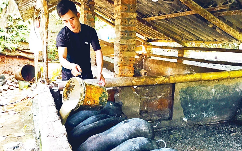 Một hộ chăn nuôi thành công giống lợn đen bản địa ở Lào Cai.