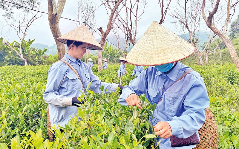 Nông dân xã Xuân Lao, huyện Mường Ảng thu hái chè.