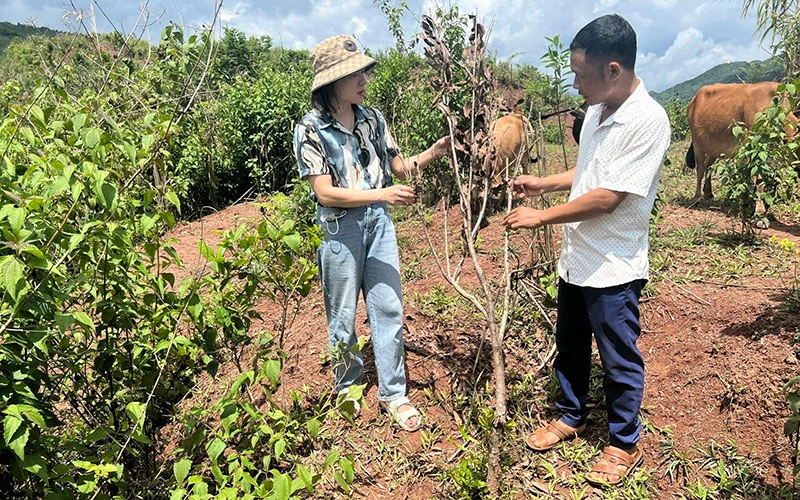 Không được phát cỏ, không được bón phân, hàng trăm héc-ta cây mắc-ca tại xã Sen Thượng, huyện Mường Nhé dần bị chết.