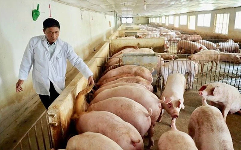Chăm sóc đàn lợn tại Hợp tác xã Hoàng Long (huyện Thanh Oai, TP Hà Nội).