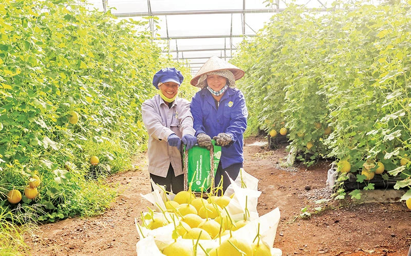 Trồng dưa lưới xuất khẩu tại Khu Nông nghiệp công nghệ cao An Thái (huyện Phú Giáo, tỉnh Bình Dương) của Công ty cổ phần Nông nghiệp U&I (Unifarm). 