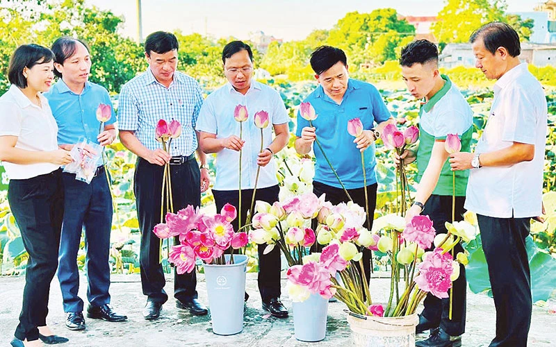 Mô hình Chè ướp sen tại thôn Nguyễn Xá, xã Phương Tú (huyện Ứng Hòa) đạt tiêu chuẩn OCOP 3 sao.
