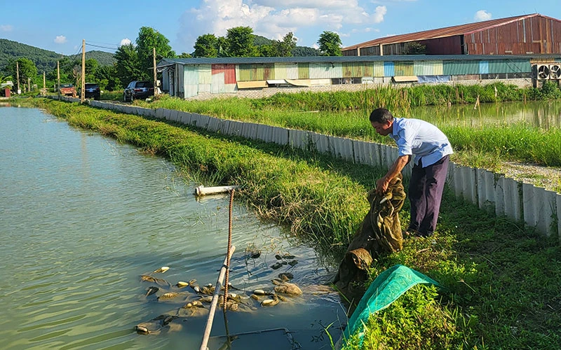Ao nuôi cua da trên đất bãi sông của một hợp tác xã ở xã Đồng Việt, huyện Yên Dũng (Bắc Giang).